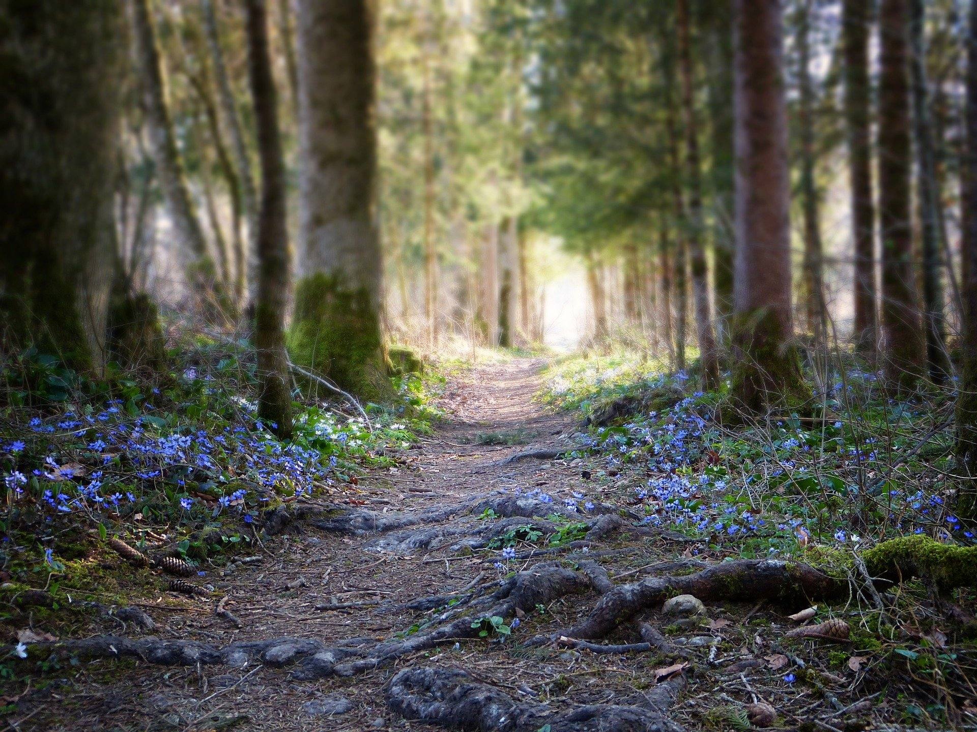 TERAPIA DE BOSQUE