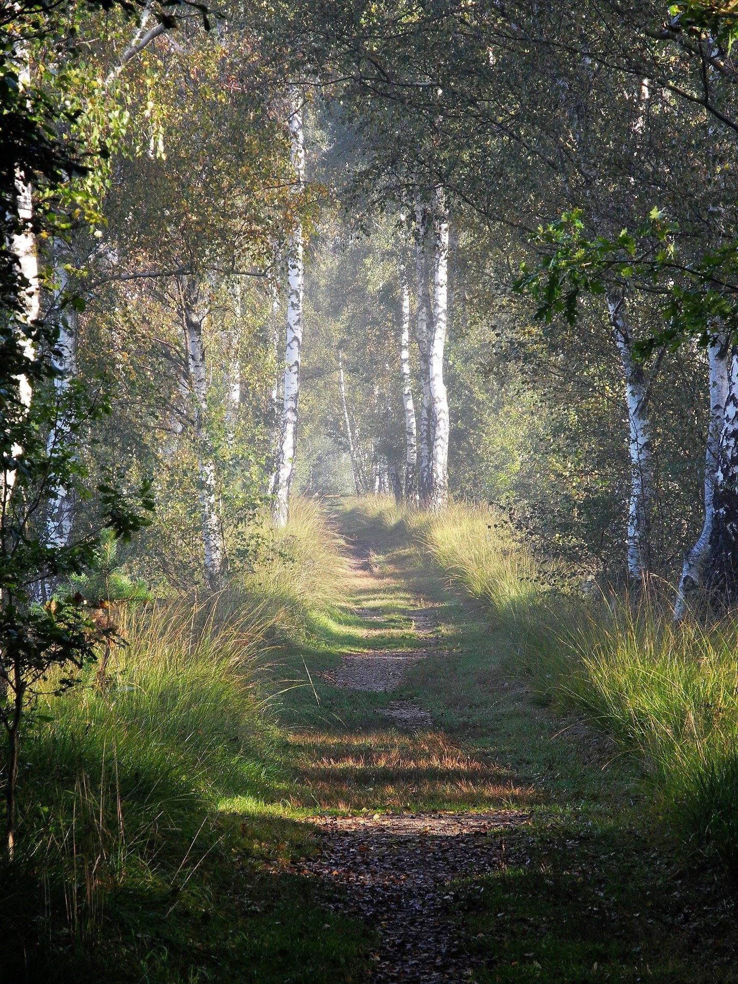 TERAPIA FORESTAL